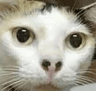 86823huhcat