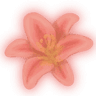 orangeflower
