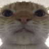 cat_scammer