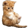 emojigg_Cat