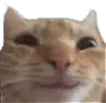 catsmile