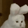 catNOD3x