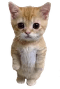 mm_catstand
