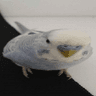 birb