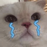 e_catsad