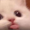 AL_aCatImSILLY