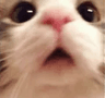 14456cutecat12