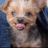 freakyahhdog