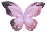 1pinkblack_butterflywings