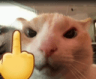 8161catmiddlefinger