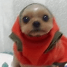 pup