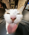 Gato