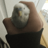 captured_birb