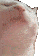 cat_head_bop