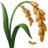wilted_rice