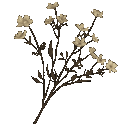 5d_branches