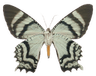 5d_moth