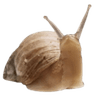5d_snail