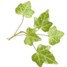 5i_plant