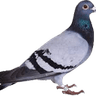 Pigeon