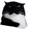 catsus