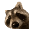 Raccboi