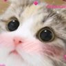 zkittyblush