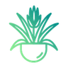 bromelia