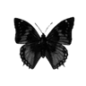00001butterfly