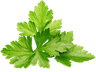 cilantro
