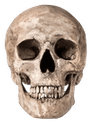 skull