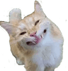 1_cat_smile