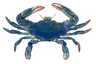 bluecrab