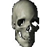 skull