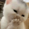 w_kittyblush