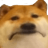85221dogesad