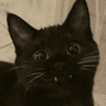 catsmile