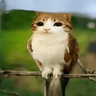 emoji_274