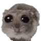 hamsiii
