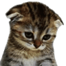 SadKitten