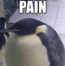penguin_Pain
