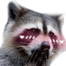 animals_raccoons_blush