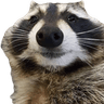animals_raccoons_smile