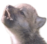 wolfpup