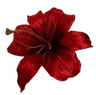 41184redflower