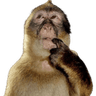 621487monkeythink