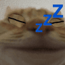 slep_cot