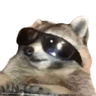 raccooncool