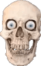 skull
