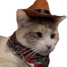 catcowboy
